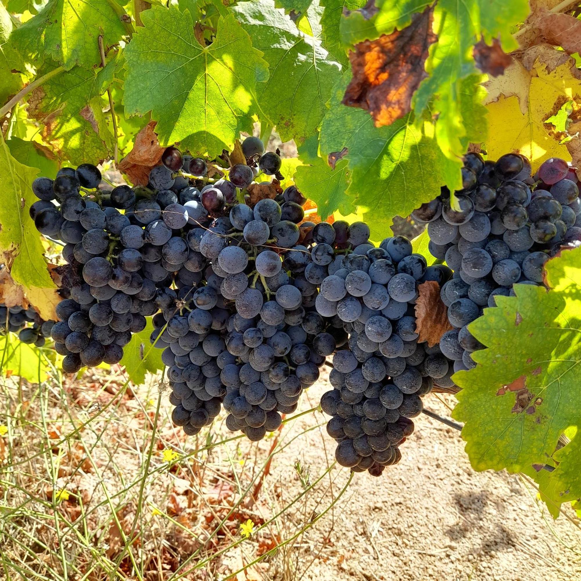Agriturismo Palas De Serra Country Resort Onifai 외부 사진